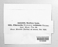Clavulina coralloides image